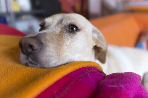 ﻿﻿Exame oftálmico pode identificar doenças silenciosas em cães e gatos