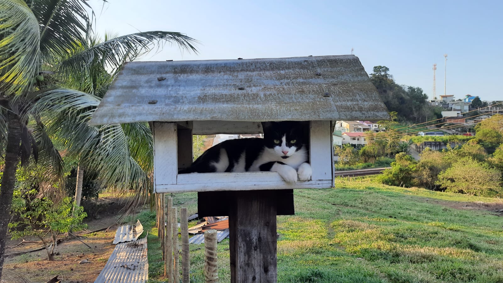 Gata é resgatada em telhado a 16 metros de altura em Fundão