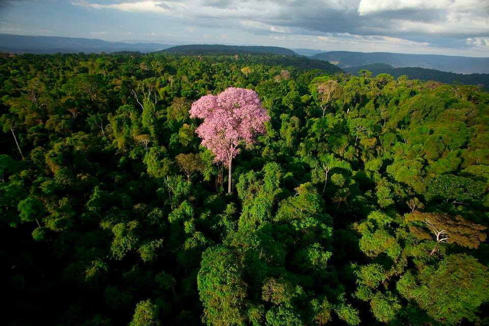 Parque Nacional da Amazônia e Tapajós são oferecidos à adoção privada