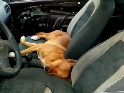 VÍDEO | Para fugir do frio, cachorro "invade" carro na Serra