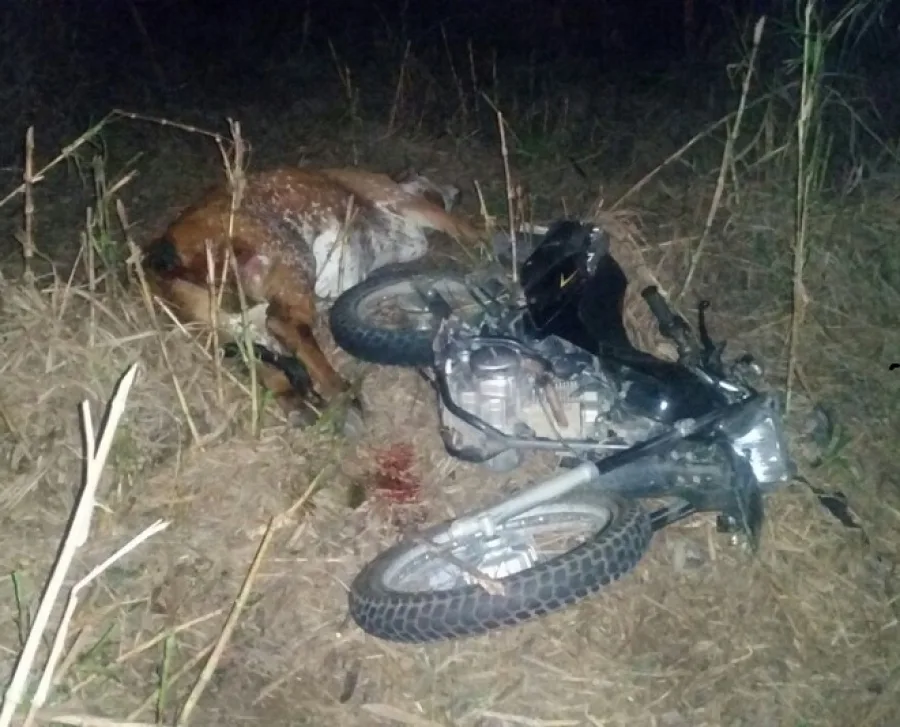 Motociclista fica ferido após bater em boi na Rodovia ES 164 em Vargem Alta