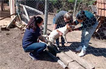 Vacine seu animal de estimação contra a Raiva