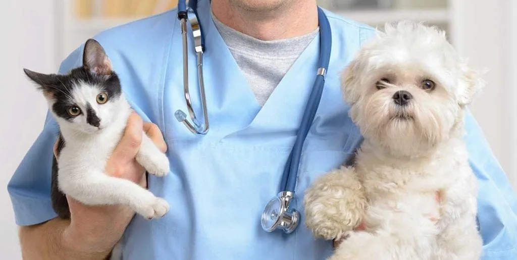 Lei permite que pets fiquem com seus tutores em hospitais