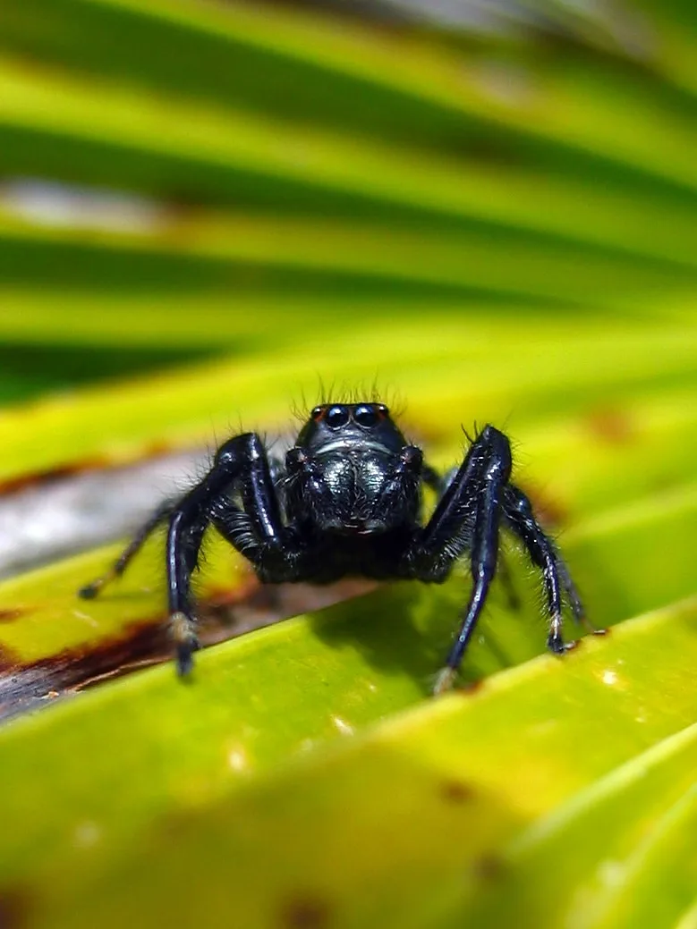 Fotografia de uma aranha-saltadora com seus grandes olhos olhando diretamente para a câmera, capturando a curiosidade e a agilidade deste pequeno predador