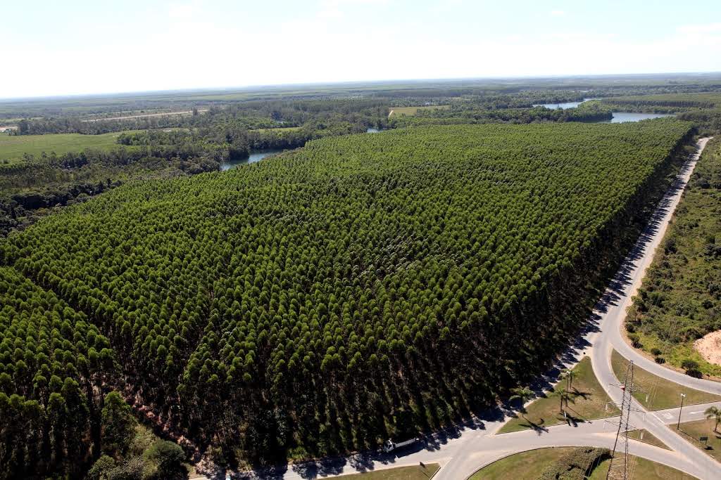 Carbono positivo: iniciativas de quem recupera mais do que degrada o meio ambiente no ES