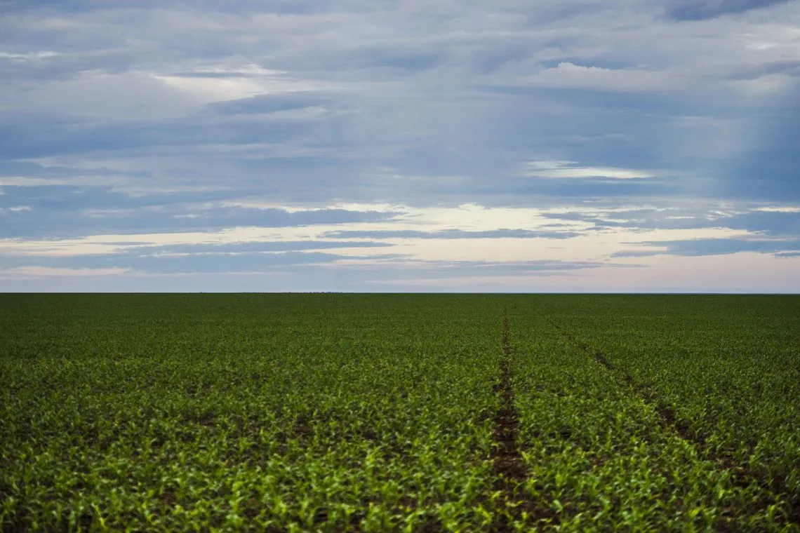 Brasnorte, MT, Brasil: Área de plantação de soja próxima ao município de Brasnorte, noroeste do Mato Grosso. (Foto: Marcelo Camargo/Agência Brasil)