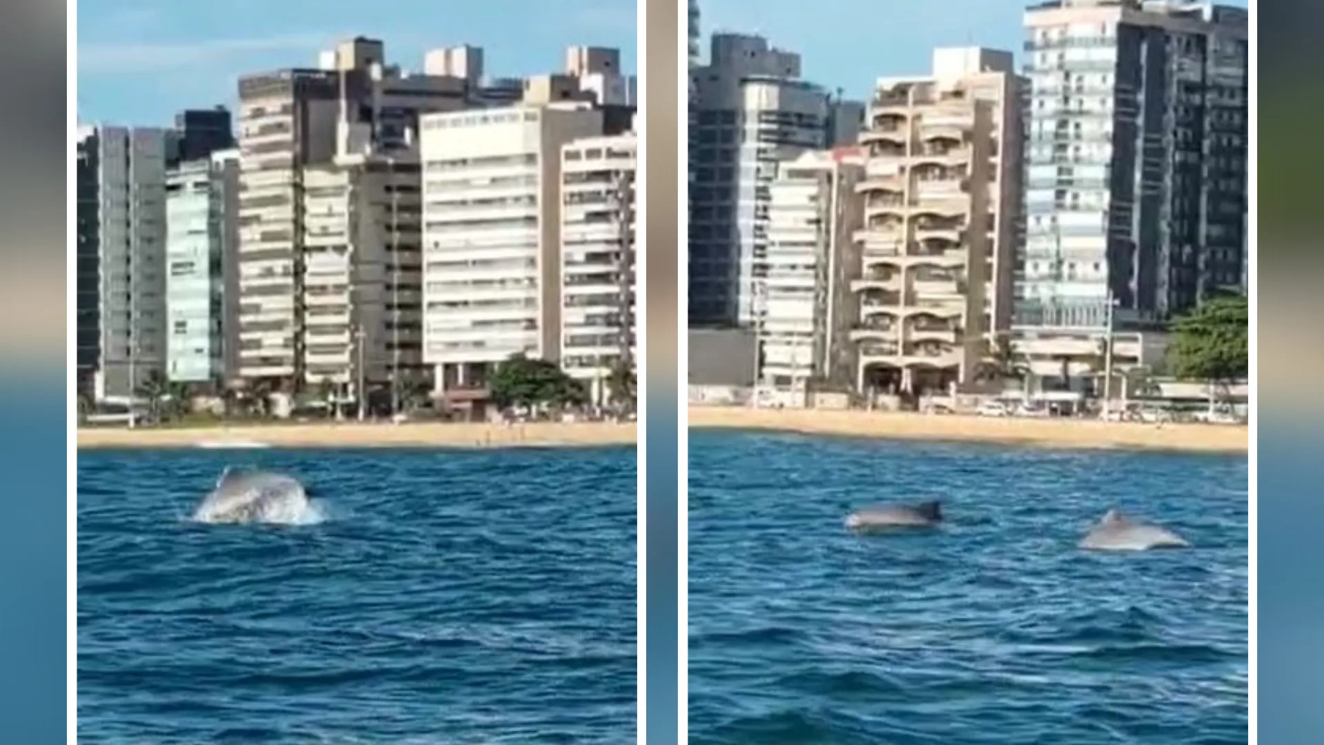 VÍDEO | Golfinhos são vistos próximos à orla da Praia da Costa