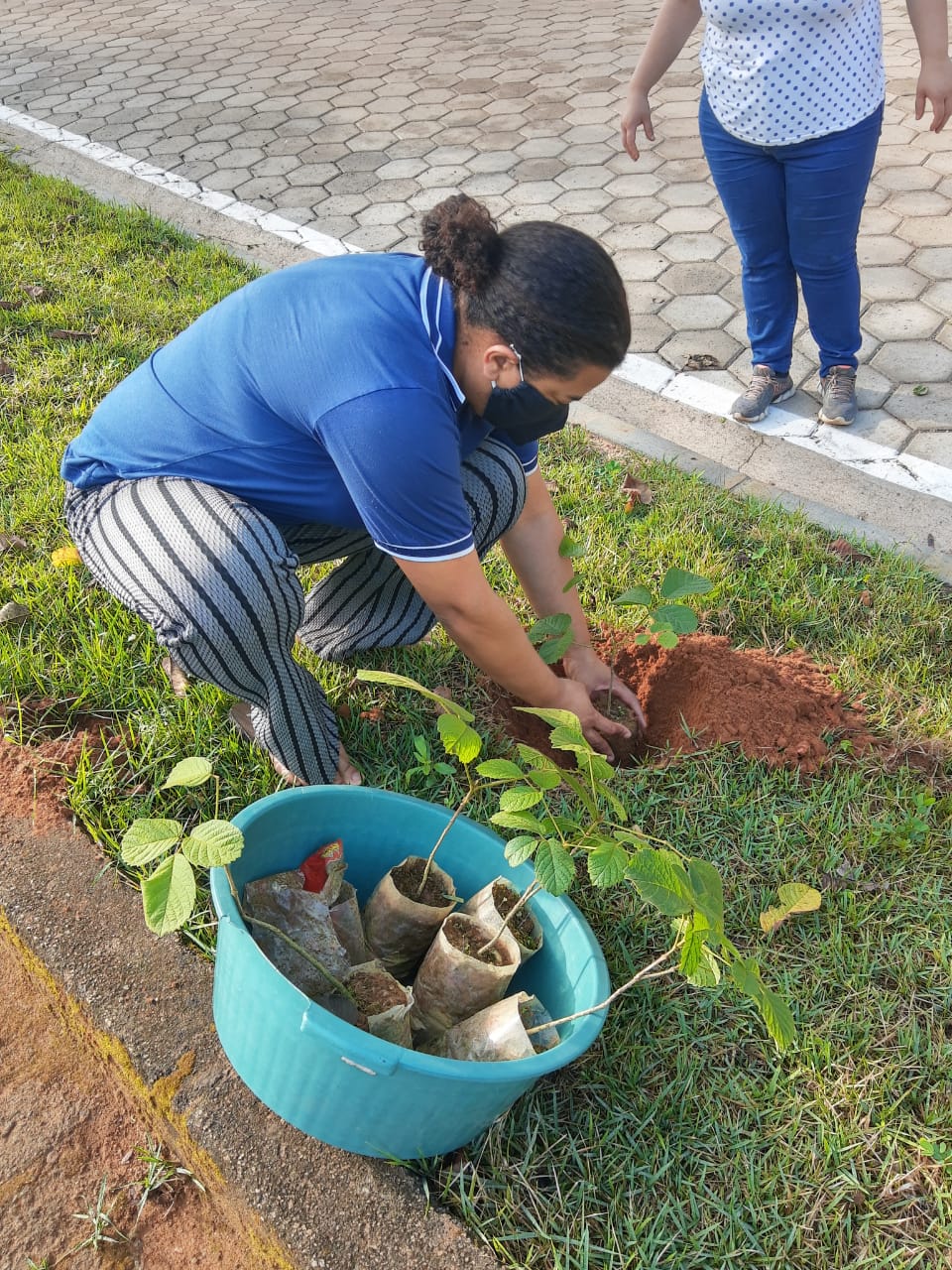 Núcleo da Escola “Natalina Wernersbach” planta Ipês Amarelos