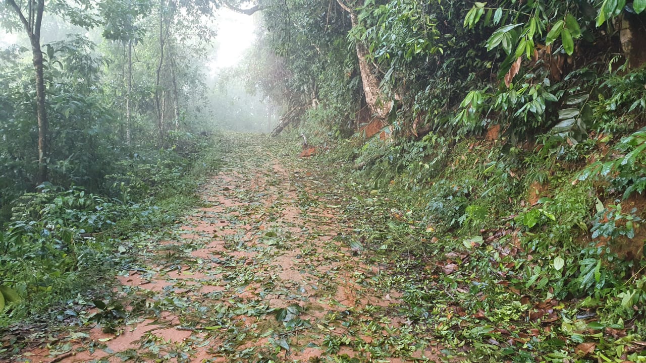 VÍDEO | Às vésperas da colheita, chuva de granizo destrói lavouras em São Domingos do Norte