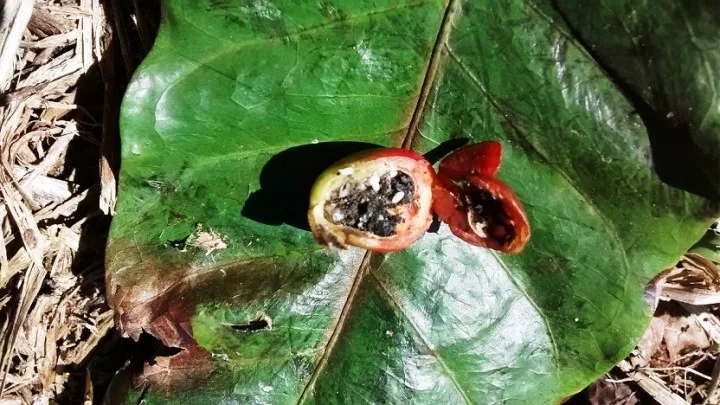 Garrafas pet serão usadas no controle da broca do café em Guaçuí