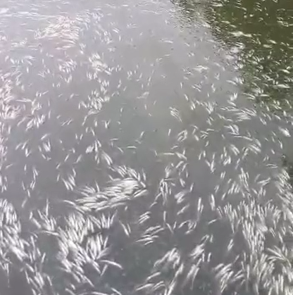 VÍDEO | Mais peixes são achados mortos em lagoa de Jacaraípe