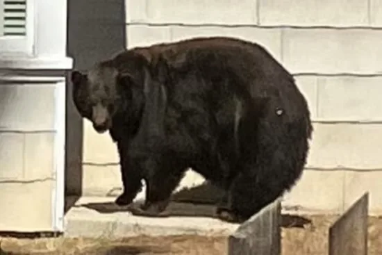 Crime animal! Ursa arromba 21 casas e é presa: "Ameaça destruiu tudo"