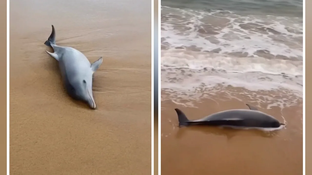 VÍDEO | Boto-cinza é encontrado morto na Praia da Bacutia, em Guarapari