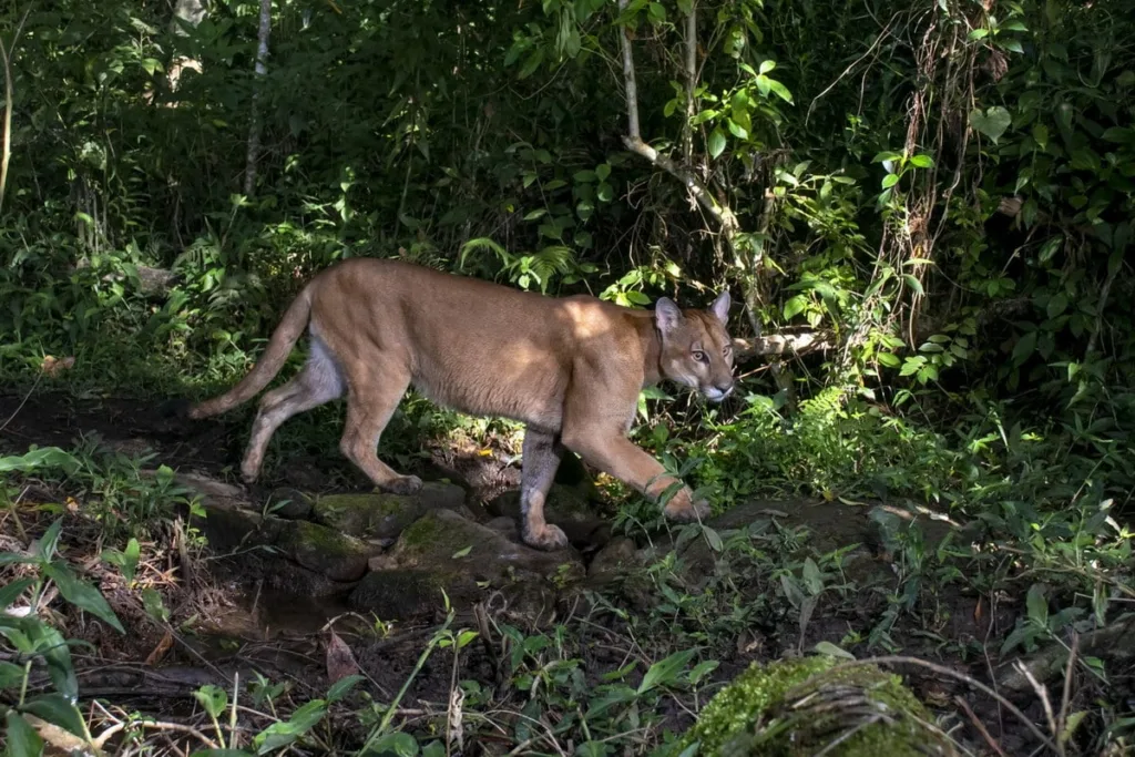 Onça-parda caminhando tranquilamente na trilha de visitantes do Parque Estadual do Forno Grande, destacando a coexistência de animais selvagens com espaços humanos em áreas de conservação. Fotografia de Natureza e Conservação.