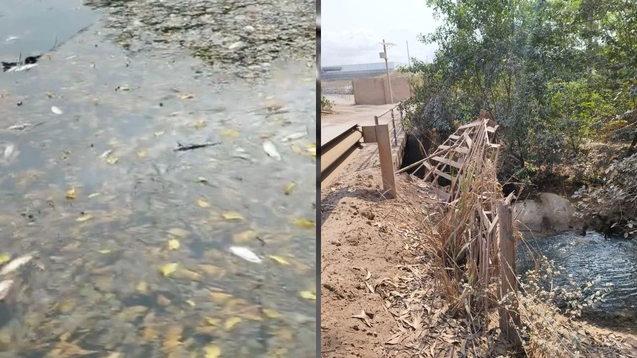 Peixes morrem na Grande Vitória e pescadores cobram solução