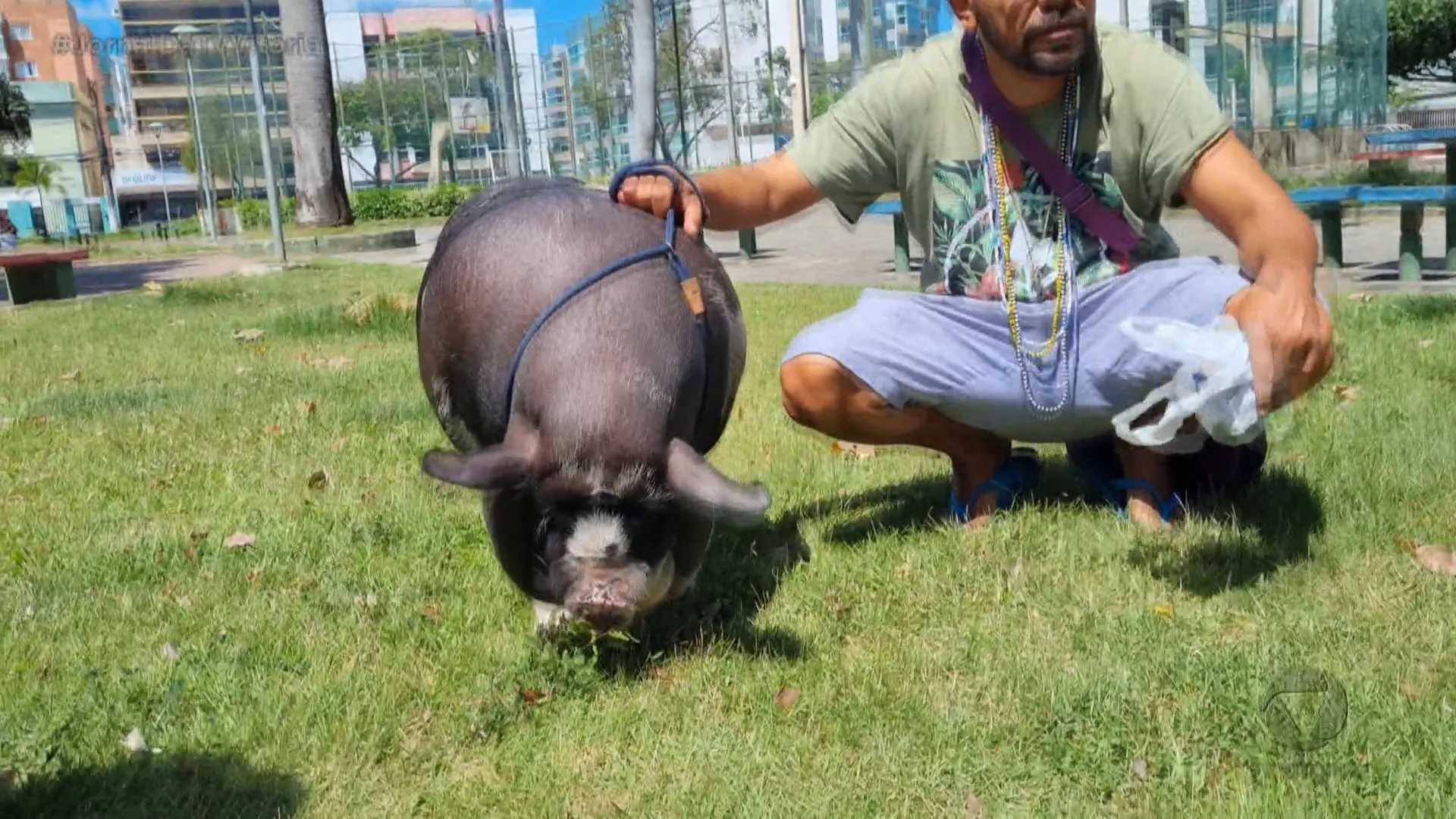 Paixão pelos pets vai além de cães e gatos. Bichos exóticos também são criados como se fossem da família.