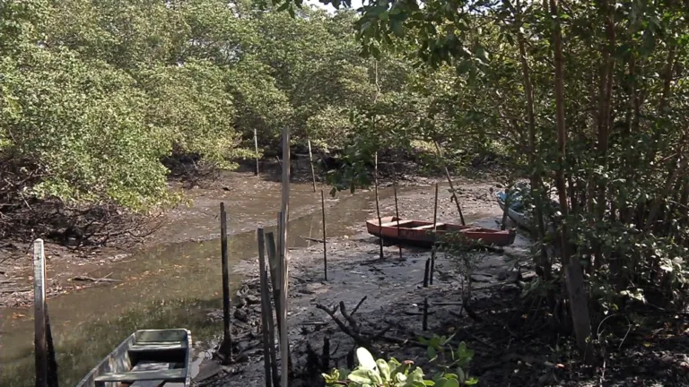 Vitória tem o maior mangue urbano do Brasil