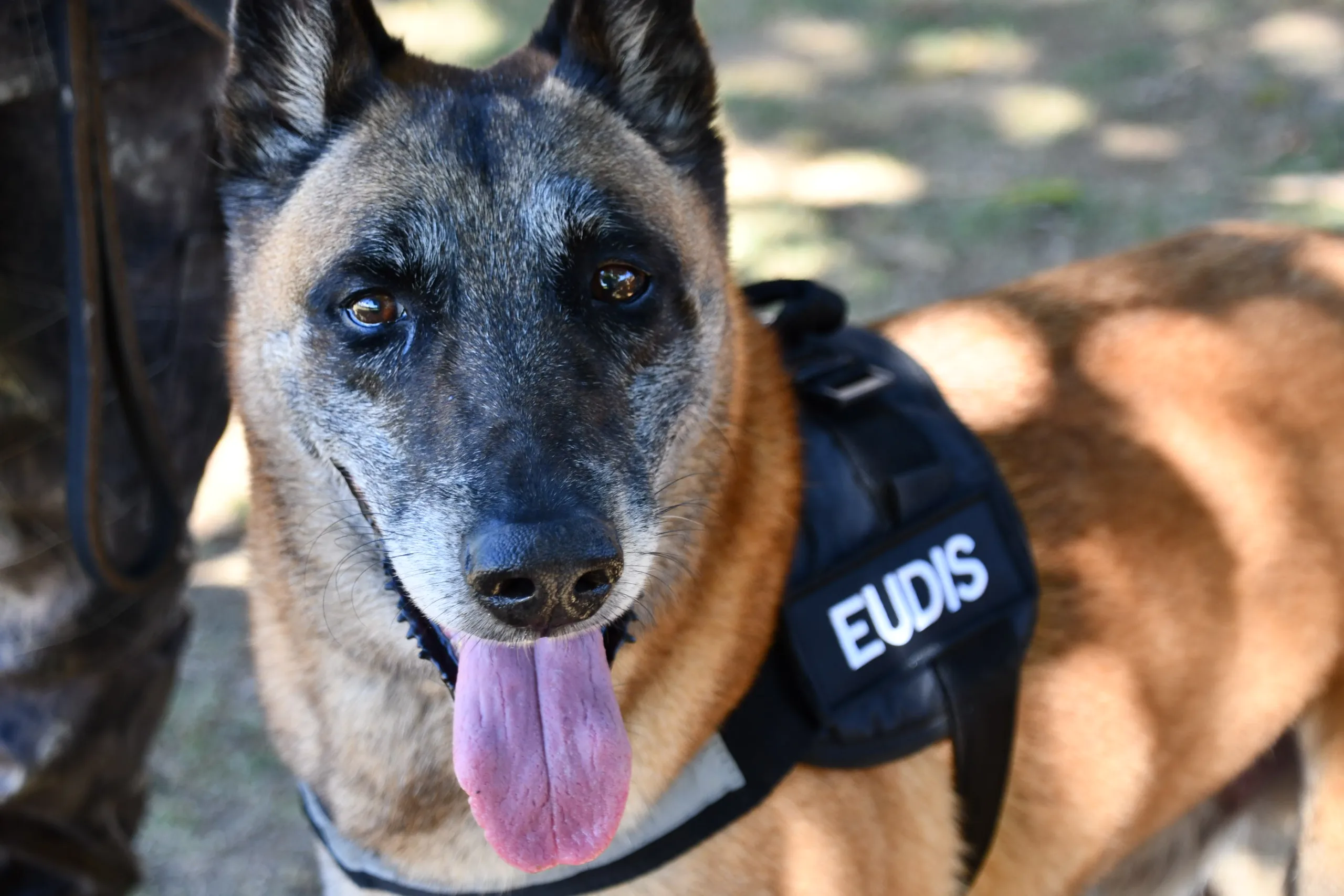 Lenda da Polícia Militar do ES, cão policial se aposenta após 11 anos de combate ao tráfico