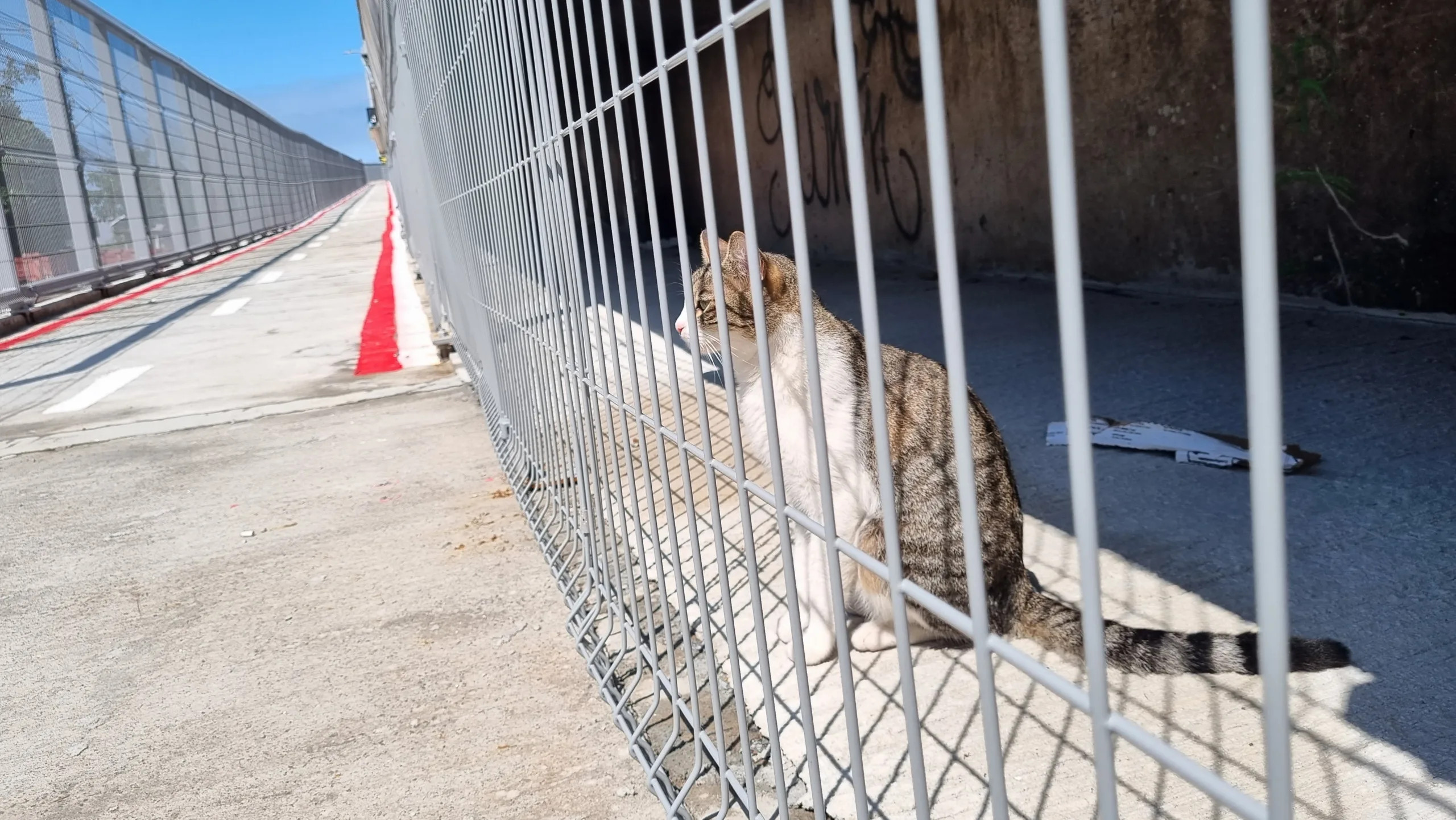 VÍDEO | Ciclovia da Terceira Ponte já tem até mascote: conheça o gato Tigrão