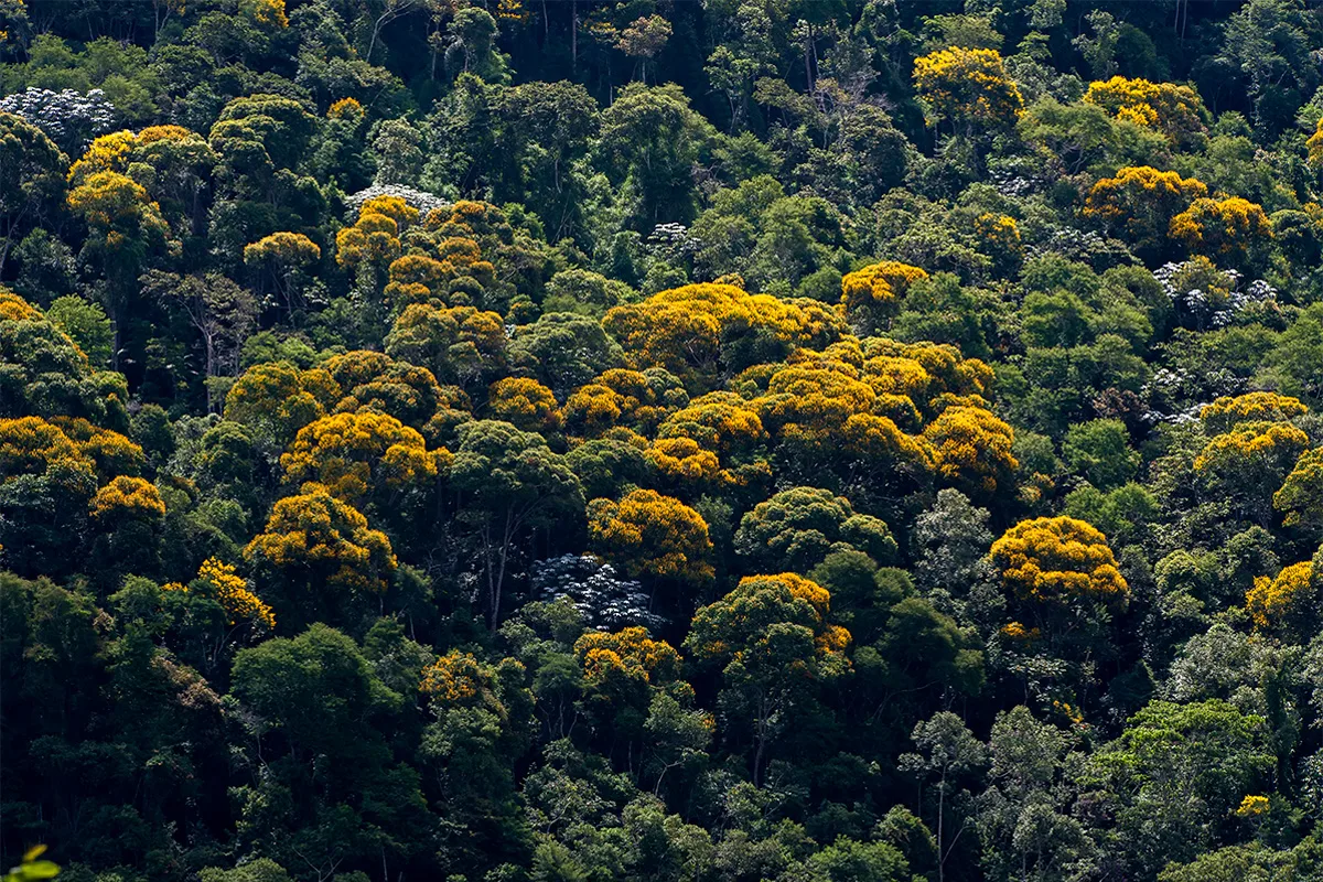 Reserva Águia Branca: conservação da biodiversidade em um lugar de encantos