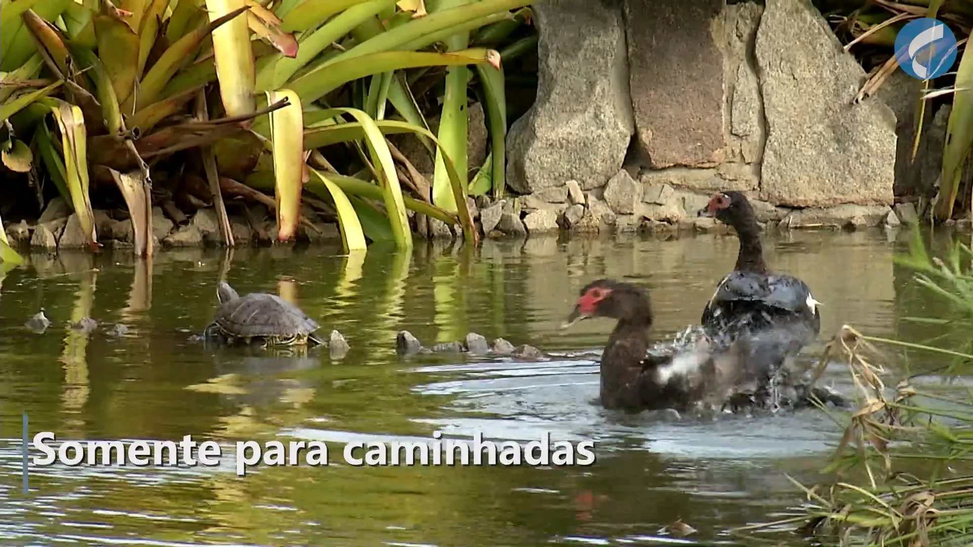 Parques de Vitória voltam a funcionar nesta segunda. Saiba o que é permitido para os espaços