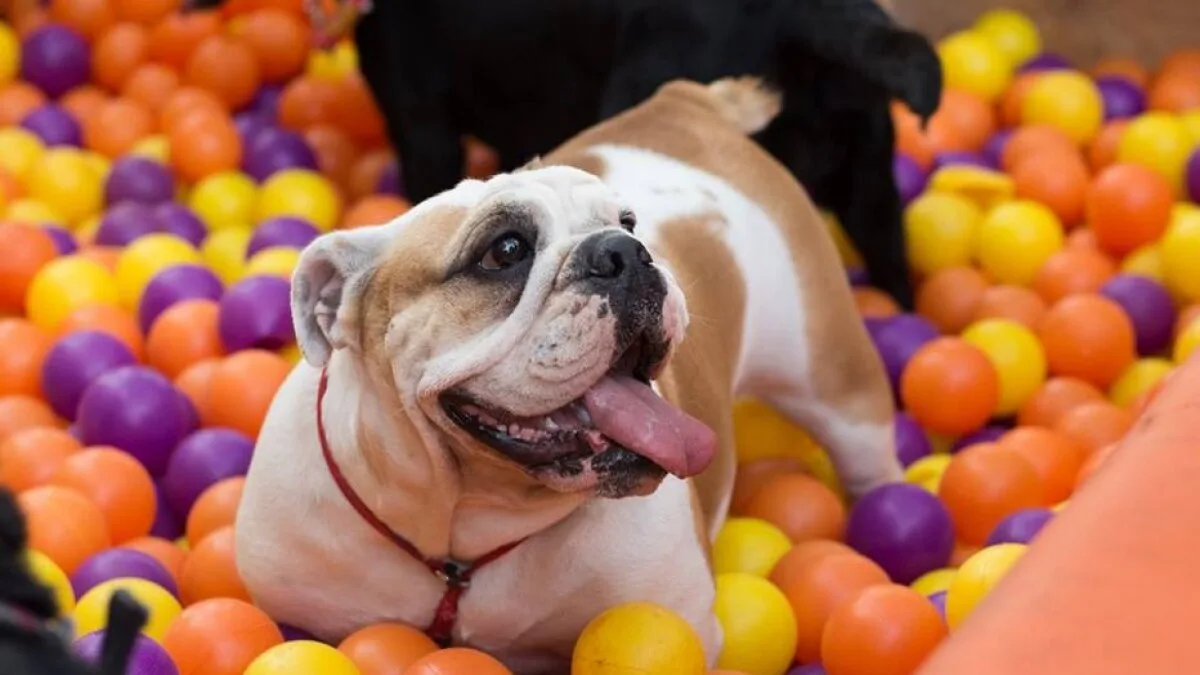 Feira de adoção de animais terá recreação e até desfiles de moda de pets em Vitória