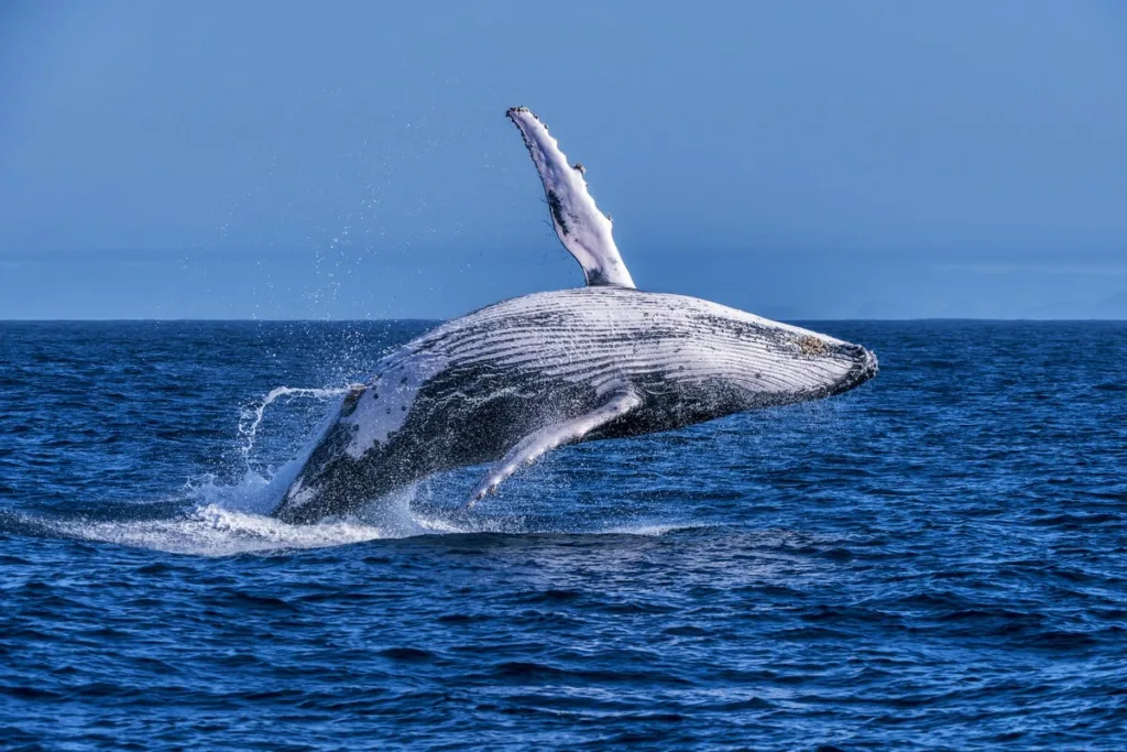 Baleia-jubarte executando um grande salto com a nadadeira peitoral estendida nas águas do Espírito Santo.Finalidade da Imagem: A imagem captura o impressionante salto de uma baleia-jubarte, enfatizando a majestade e a graça desses mamíferos marinhos.