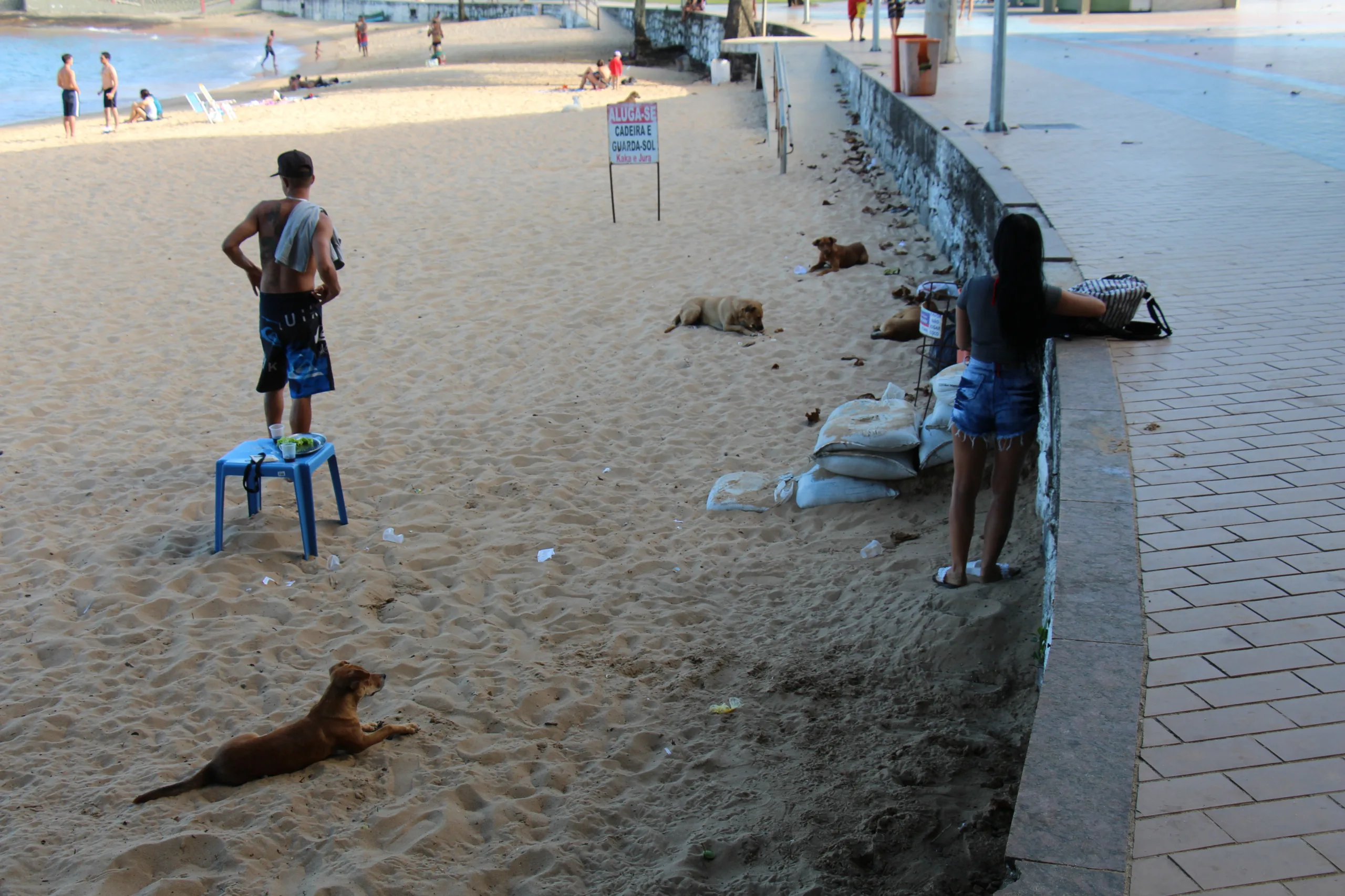 Concentração de cães em praia de Guarapari preocupa morador