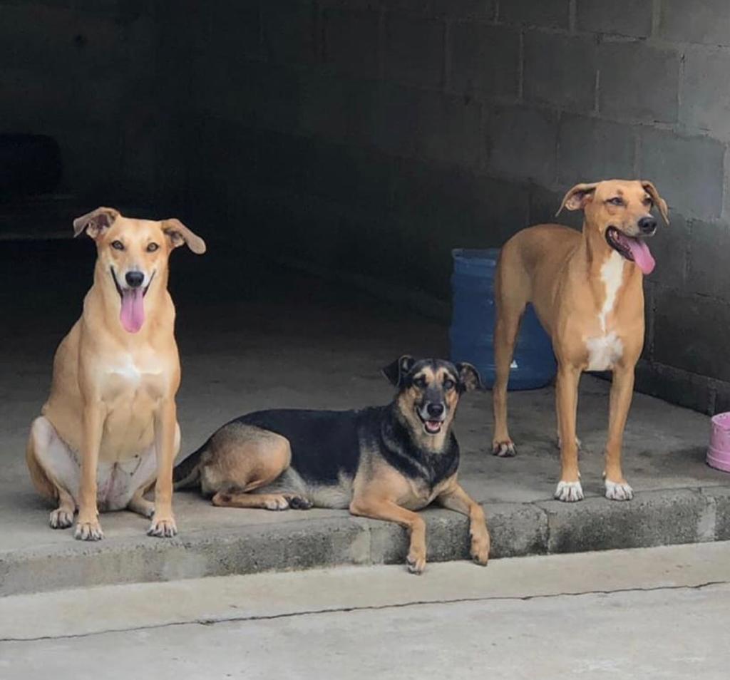 CÃES DE RUA AGRESSIVOS