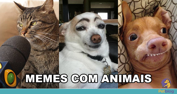 Conheça a origem dos melhores memes com animais