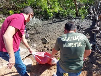 Período de andada: 60 caranguejos são apreendidos e devolvidos ao mangue