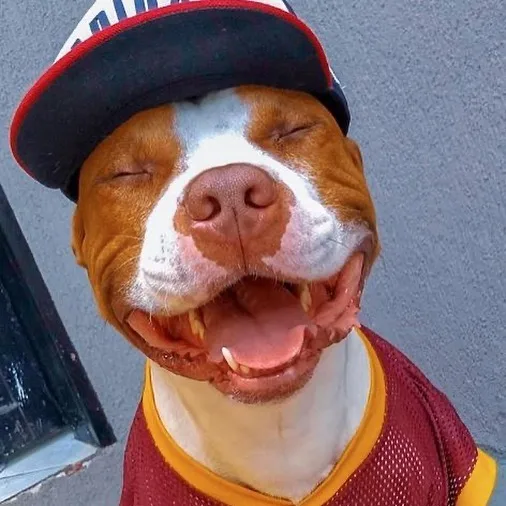 Pura simpatia! Pitbull sorridente conquista internautas e prova que agressividade não representa a raça