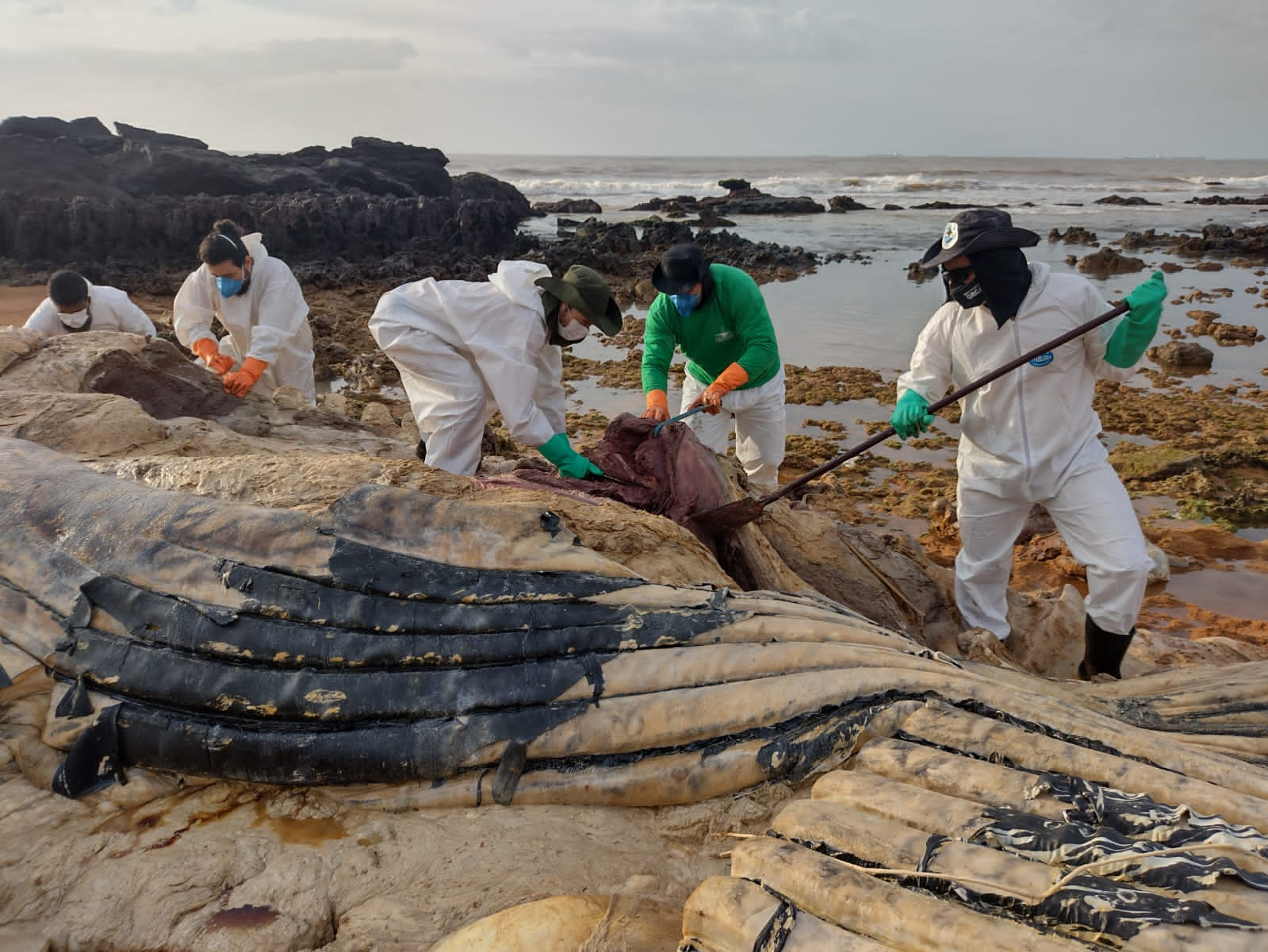 VÍDEO | Baleia morta em praia da Serra é removida com apoio de escavadeira