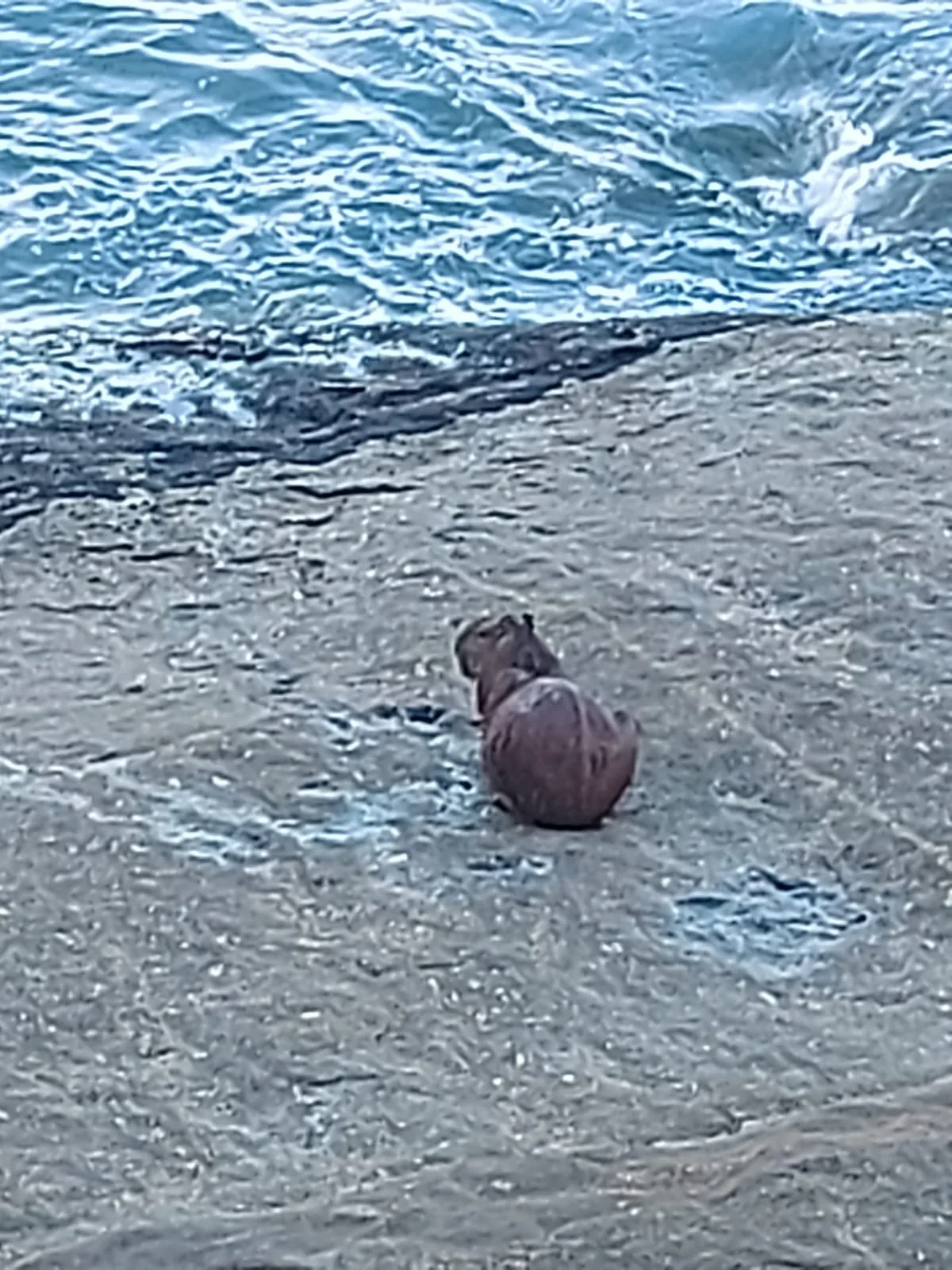 Capivara é vista se "refrescando" em praia de Guarapari. Veja fotos!