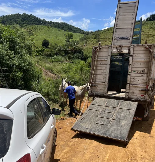 Abatedouro clandestino que vendia carne de cavalo é fechado em Viana