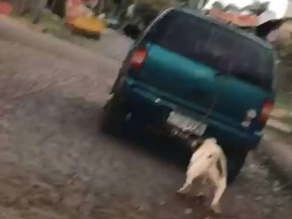 Cachorro puxado por corda em caminhonete não tem ferimentos, diz ONG