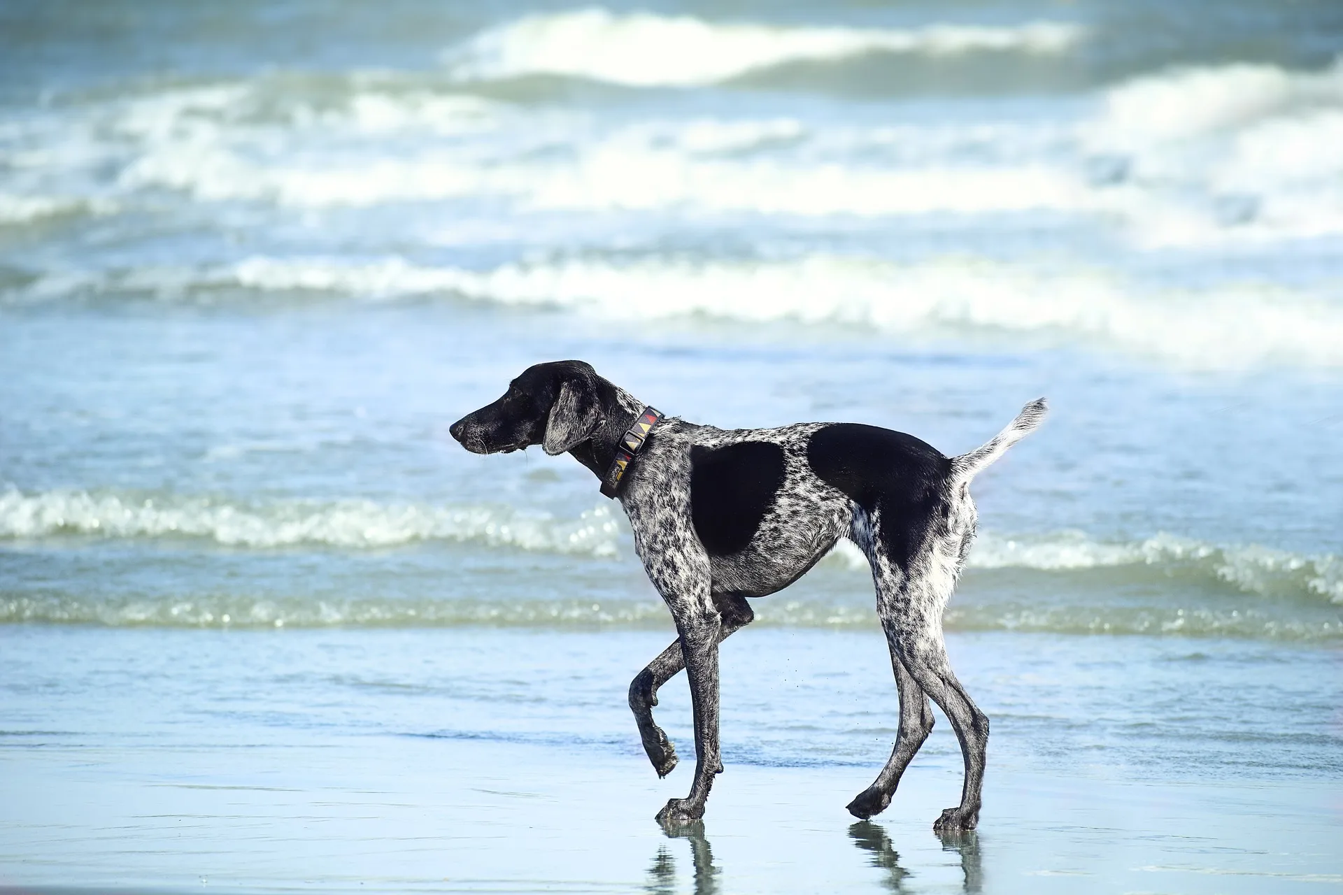 Animais de estimação podem ir à praia? Saiba o que dizem as prefeituras