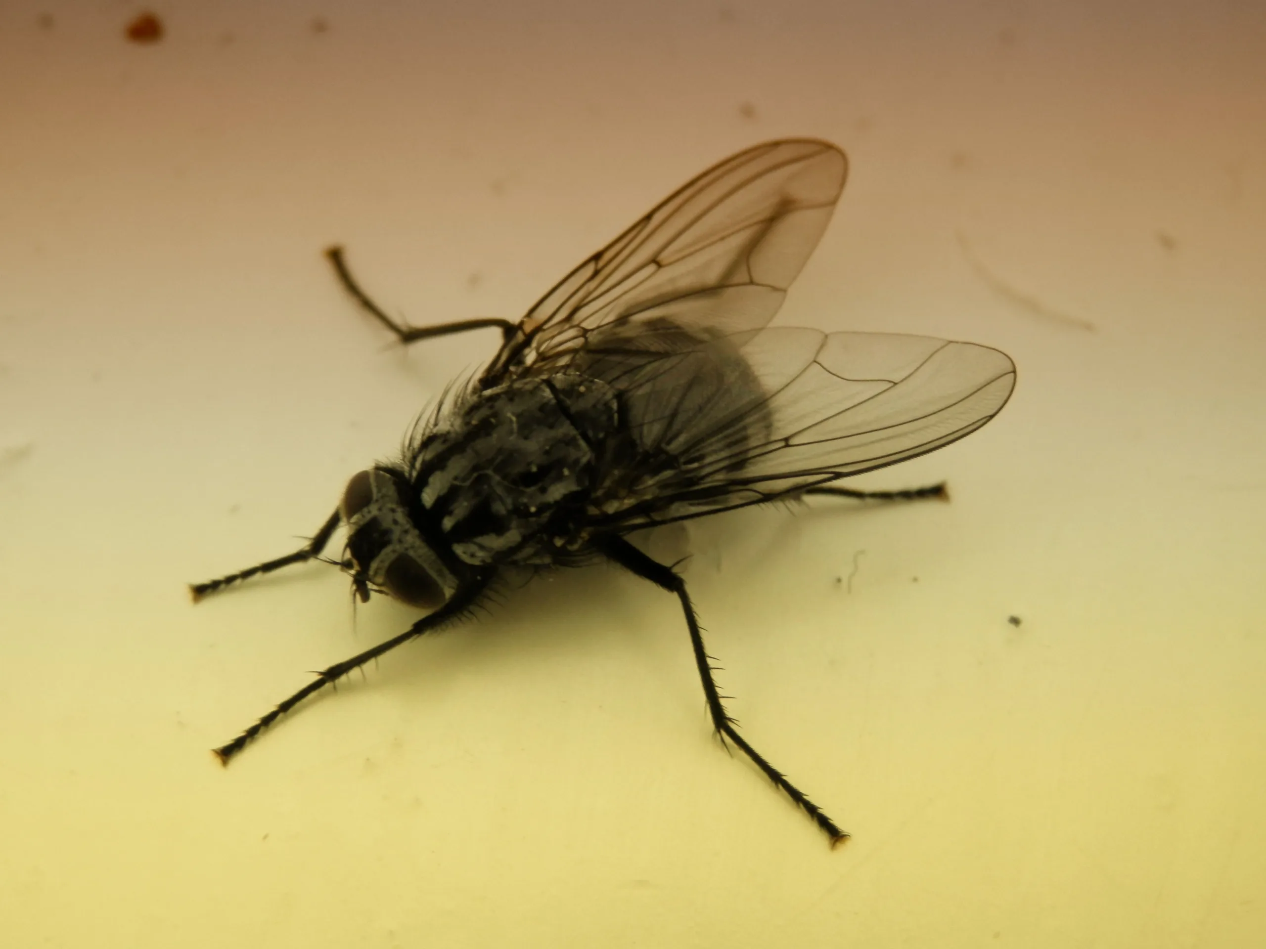 Apresentadora de programa de TV é surpreendida com mosca na comida