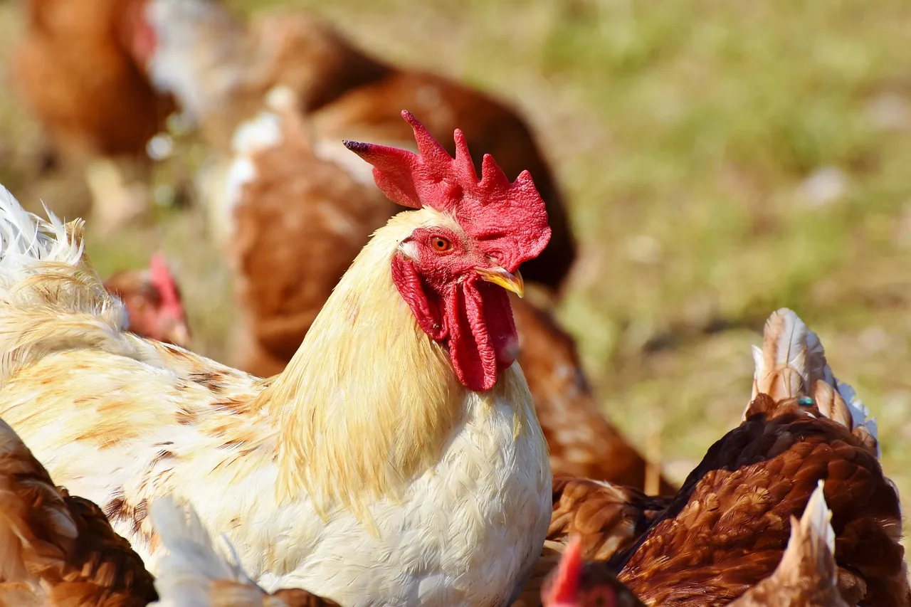 Gripe Aviária: Agricultura confirma mais 3 casos em aves silvestres; total sobe para 74