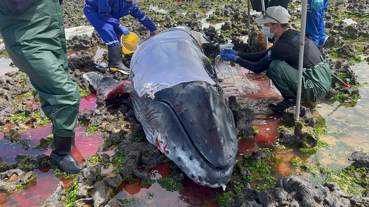 Filhote de baleia encalhado é resgatado e devolvido ao mar