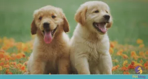 Golden Retriever: cuidados importantes