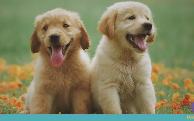 Golden Retriever: cuidados importantes