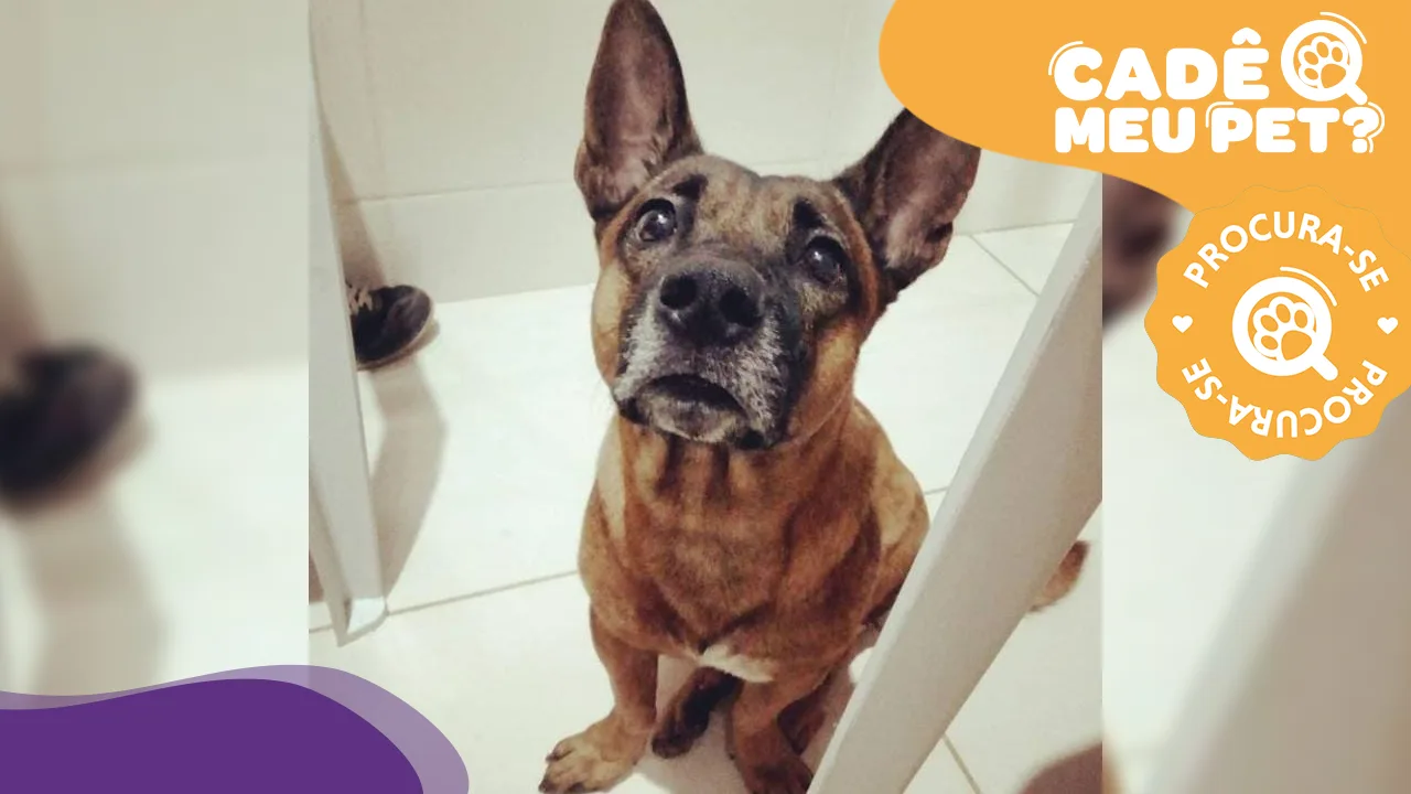 Você viu o Jake por aí? Cachorro sumiu há quase 1 ano em Cariacica