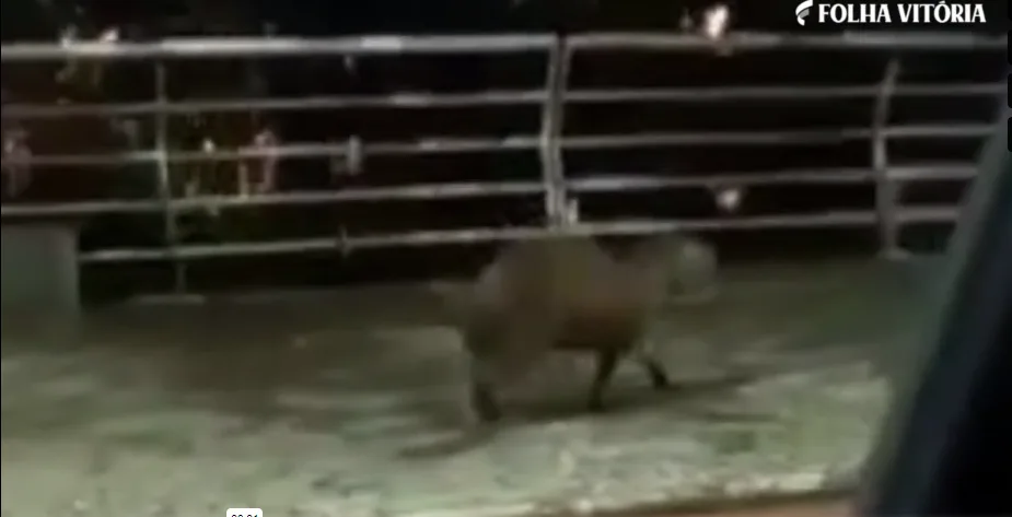 Capivara é flagrada andando em calçadão de avenida em Colatina