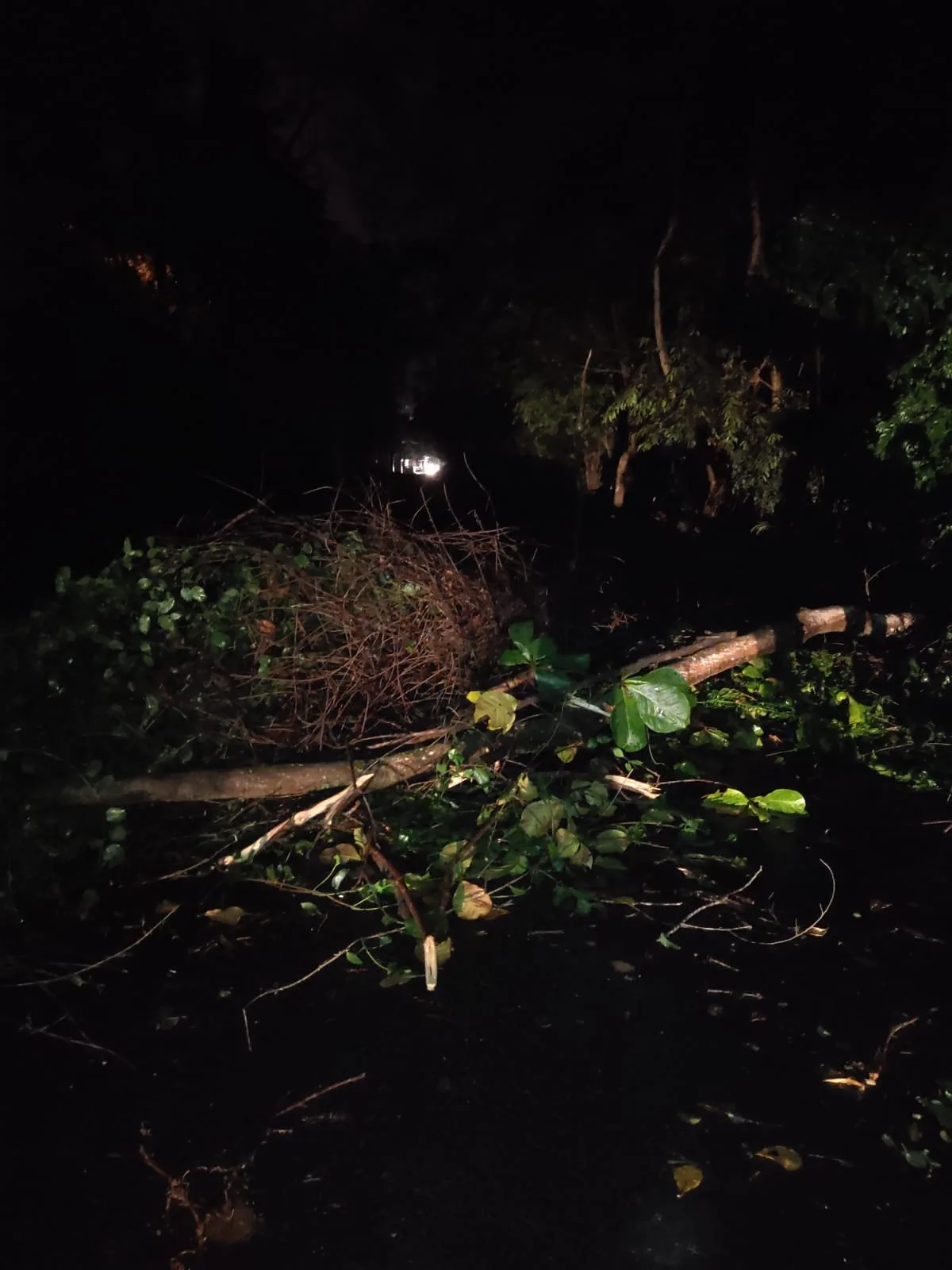 Casas destelhadas e queda de árvores: chuva deixa estragos no Sul do ES