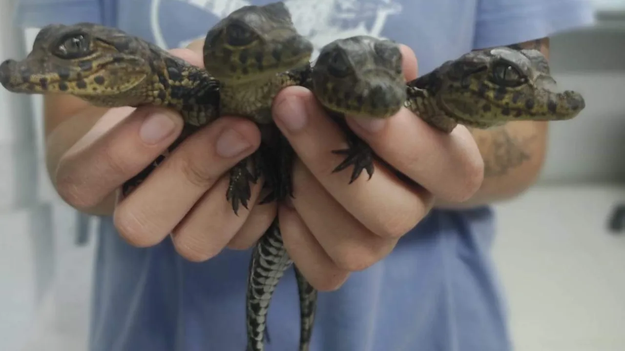 VÍDEO | Quatro filhotes de jacarés são resgatados em bairro da Serra