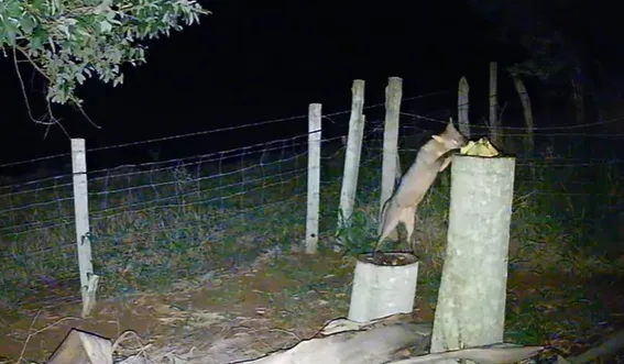 VÍDEO | Família de Cachorros do mato é flagrada comendo bananas em sítio no ES