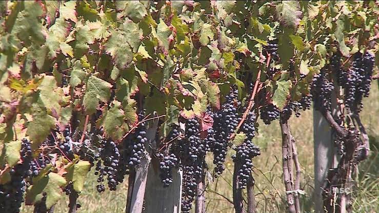 Cadeia produtiva do vinho será tema de encontro em Santa Teresa