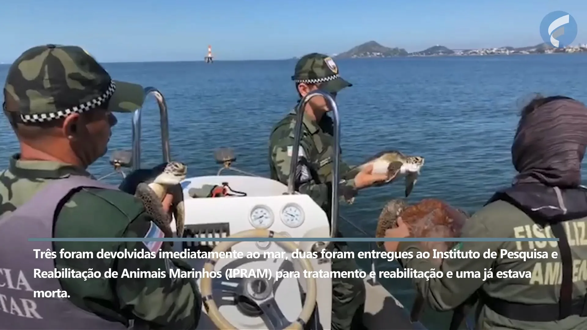 Tartarugas são devolvidas ao mar após operação náutica em Vitória