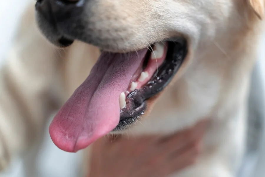 Seu cão está com mau hálito? Saiba como cuidar dos dentes do pet